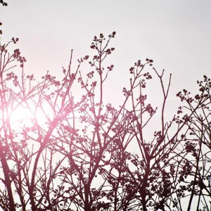 iPhone 15 Pro Max - Image 3