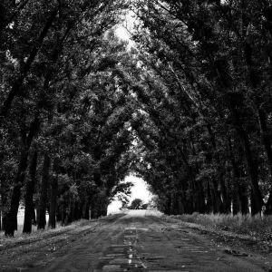 The Silent Observer - Image 2